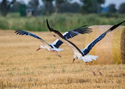 Ferienwohnung im Koog - Friedrichstadt Foto Dirk Jacobs
