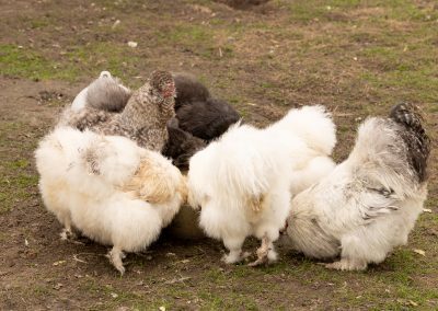 Ferienwohnung im Koog - Foto Dirk Jacobs
