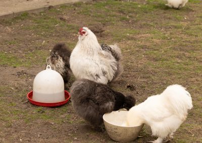 Ferienwohnung im Koog - Foto Dirk Jacobs